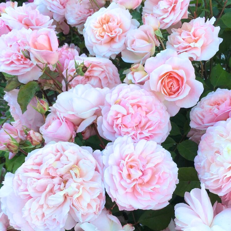 Gruss An Aachen Rose Bush - Image 4