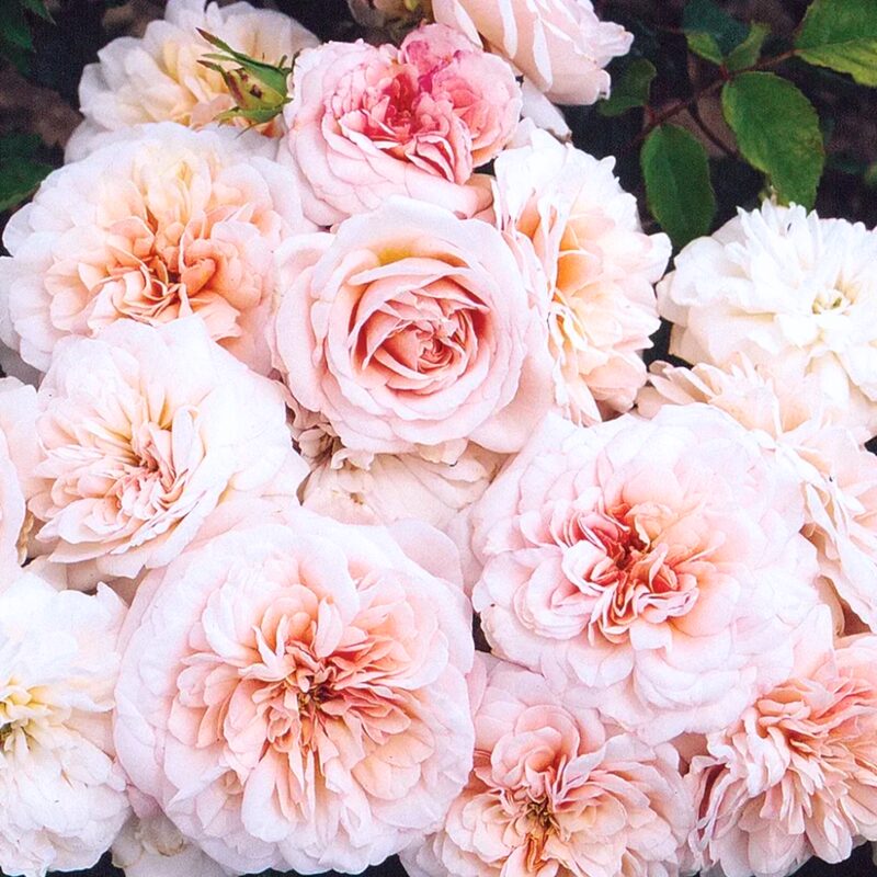 Gruss An Aachen Rose Bush - Image 3