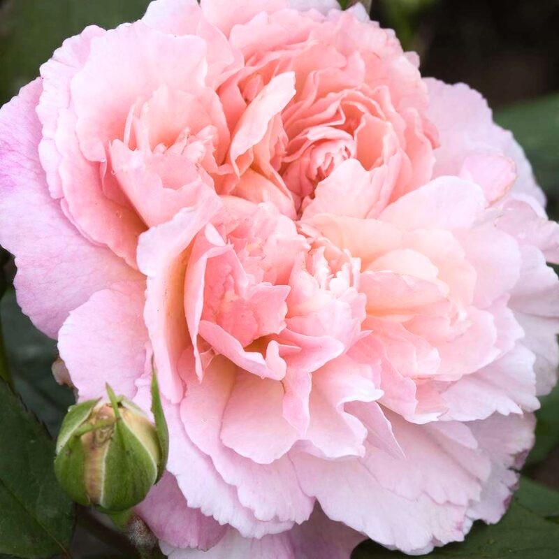 Gruss An Aachen Rose Bush - Image 2