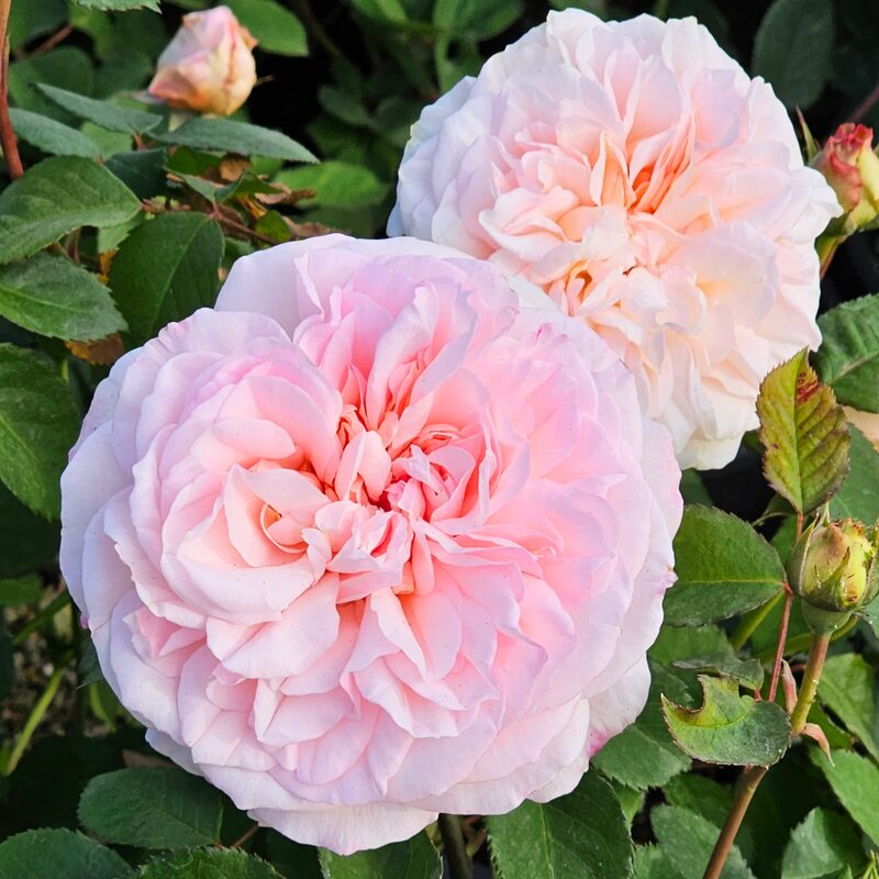 Gruss An Aachen Rose Bush