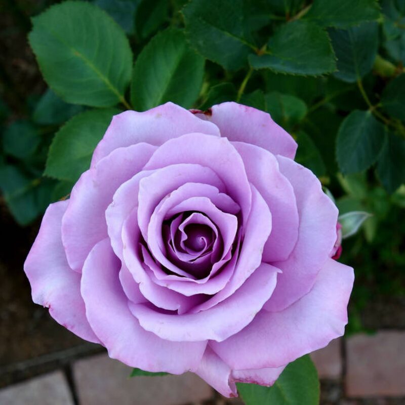 Silver Cloud Rose Bush - Image 4