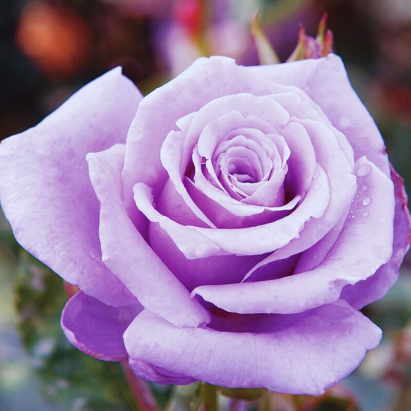 Silver Cloud Rose Bush