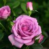 Fragrant Plum Rose Plant Live, 2 Quart Rose Potted Live Plant, Rose Flowers