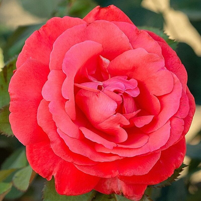 Mercedes Rose Bush - Image 5