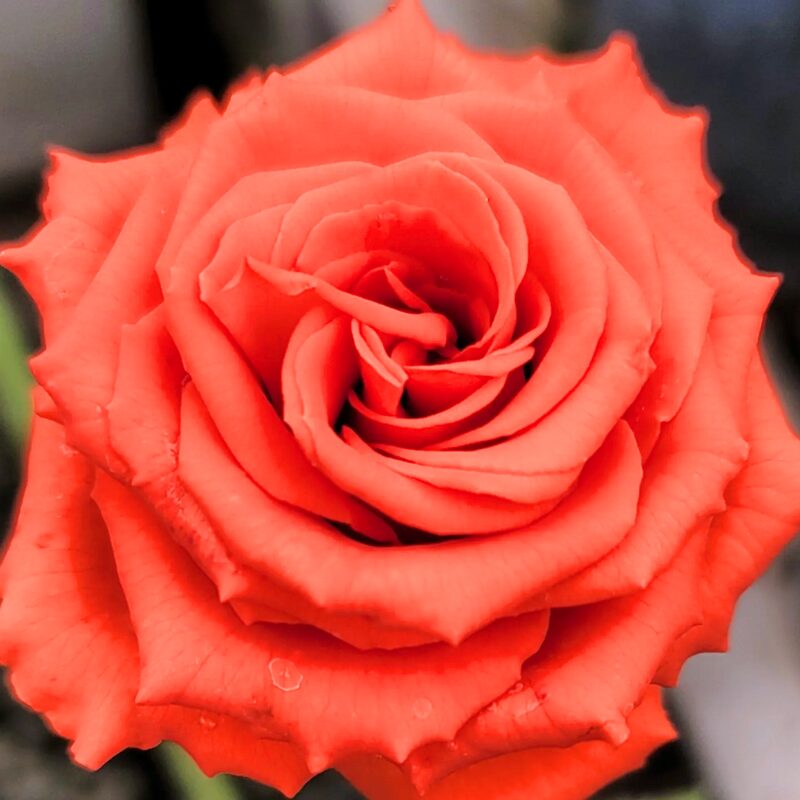 Mercedes Rose Bush - Image 3