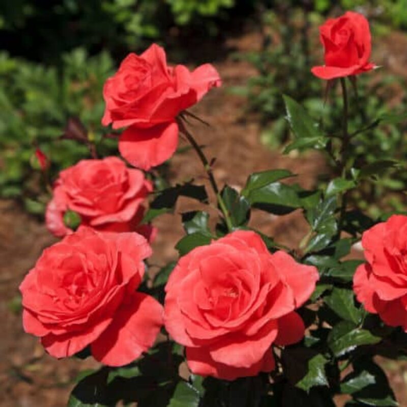 Mercedes Rose Bush - Image 4