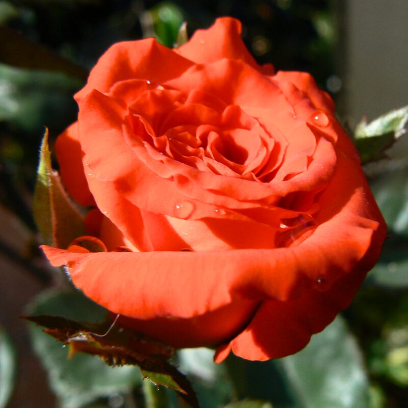 Mercedes Rose Bush - Image 2