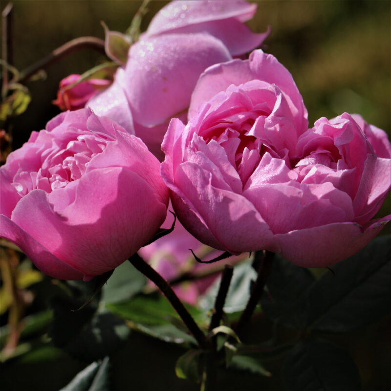 Reine Victoria Rose Bush - Image 5