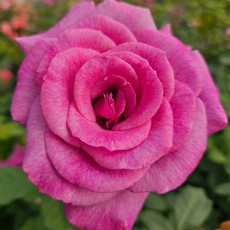 Melody Perfume Rose Bush - Image 3