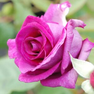 Melody Perfume Rose Bush