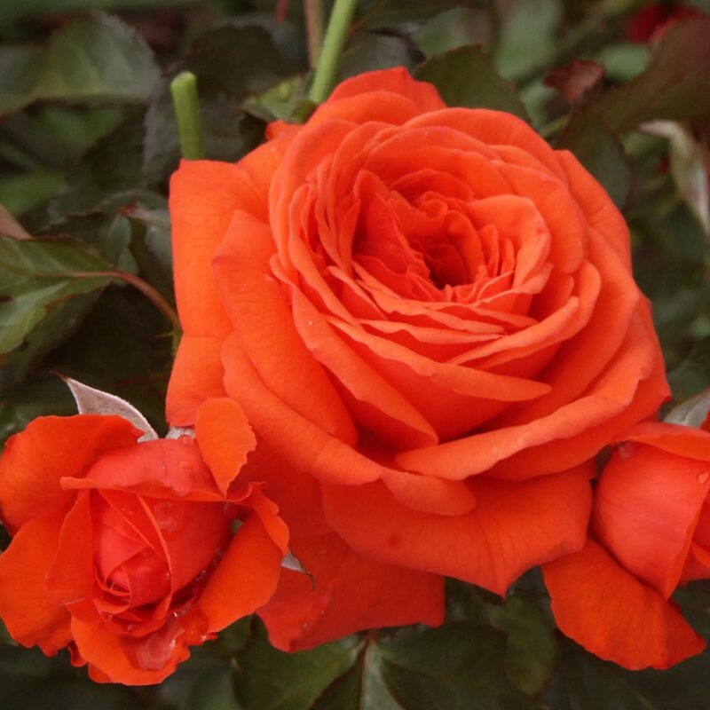 Sun Fire Rose Bush - Image 5