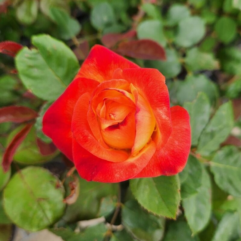 Sun Fire Rose Bush - Image 3