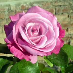 Alternative view of Fragrant Plum Rose Bush