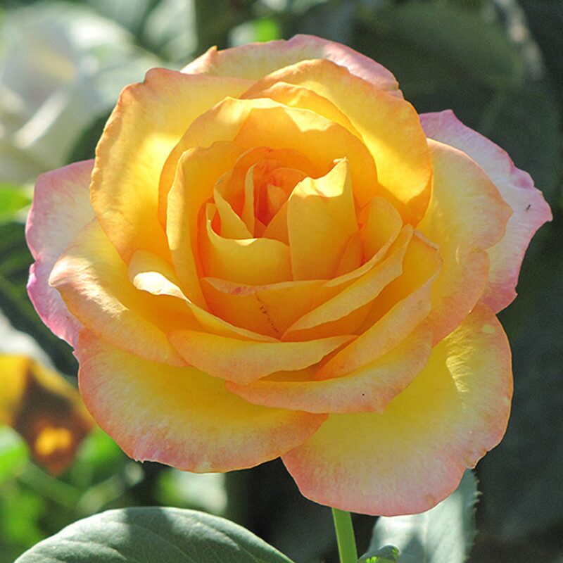 Gold Medal Rose Bush - Image 4