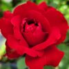 Red Rose Bush