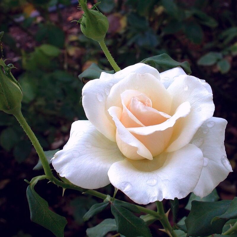 French Lace Rose Bush - Image 5