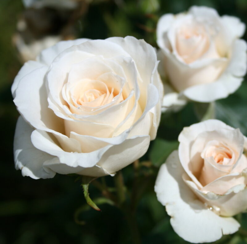 French Lace Rose Bush - Image 4