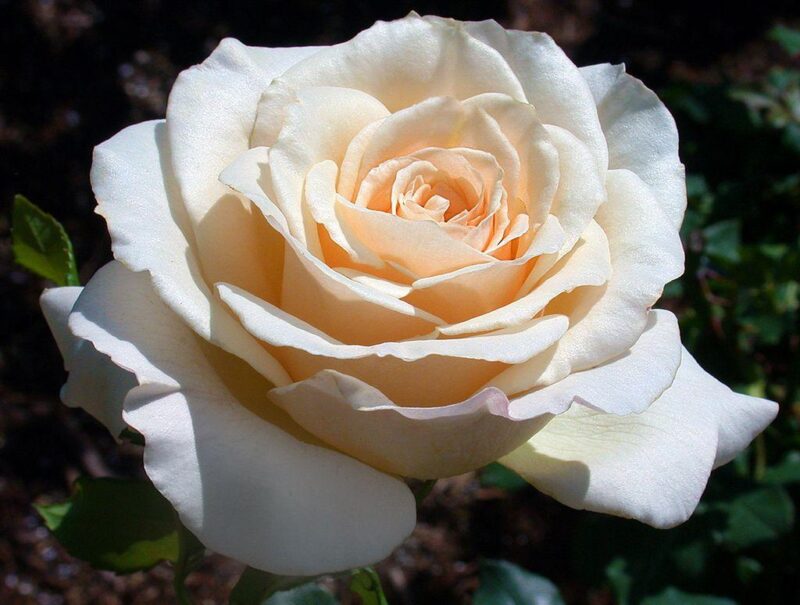 French Lace Rose Bush - Image 3