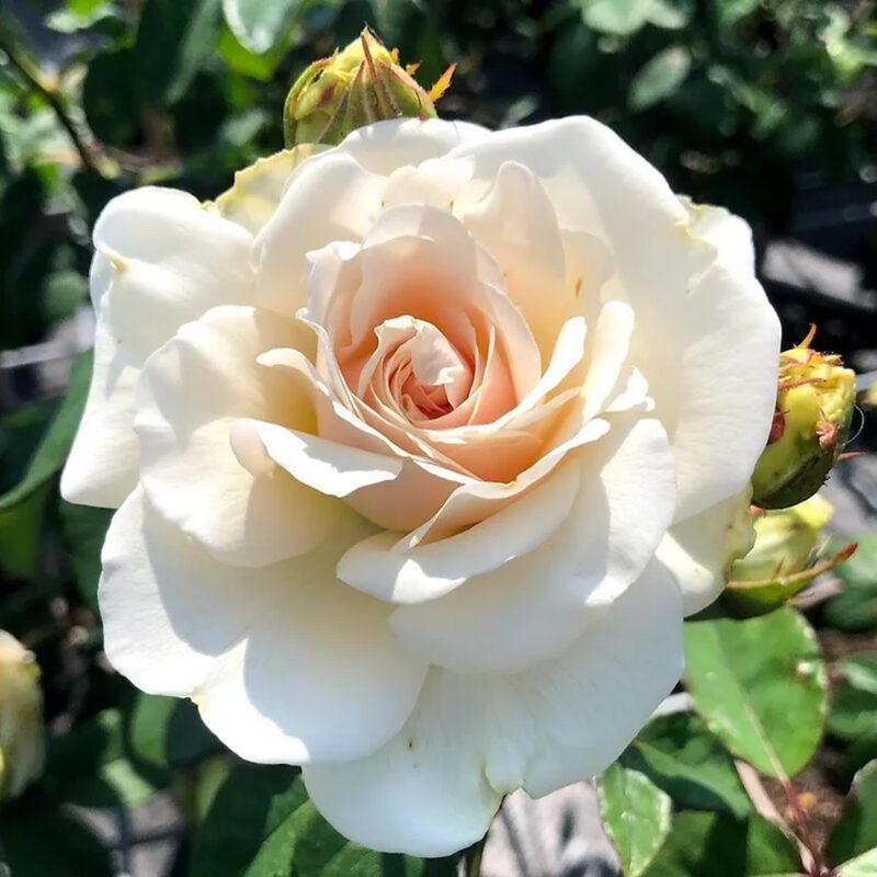 French Lace Rose Bush - Image 2