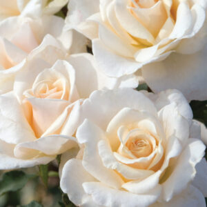 French Lace Rose Bush