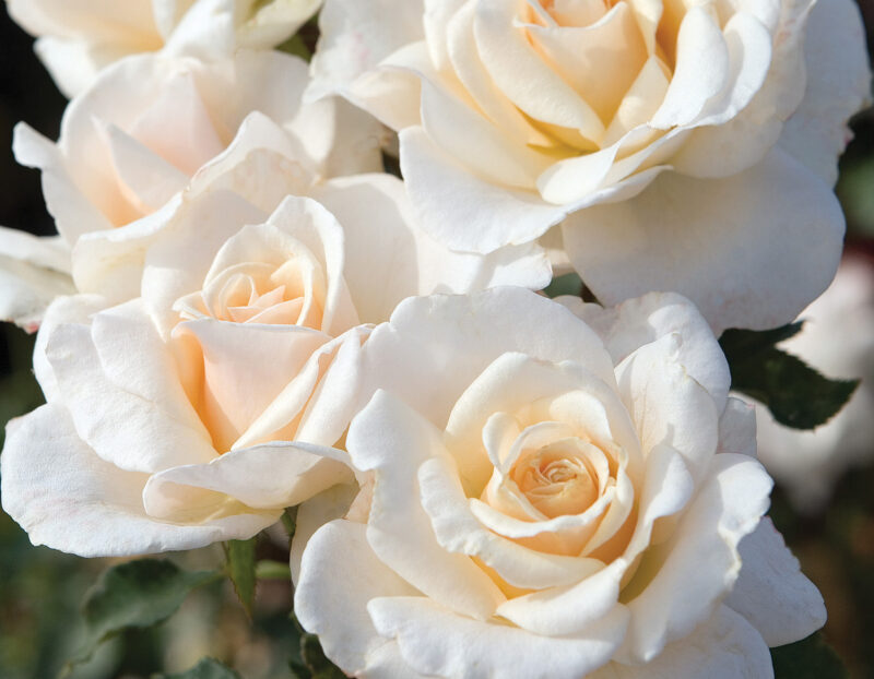 French Lace Rose Bush