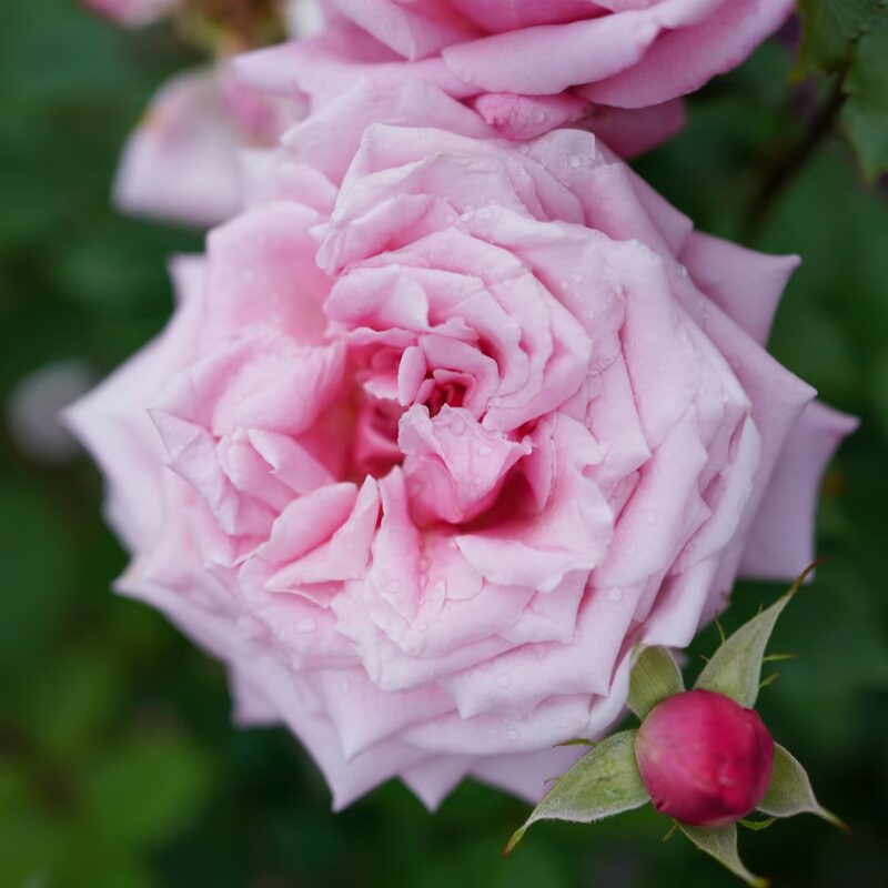 La France Rose Bush - Image 6