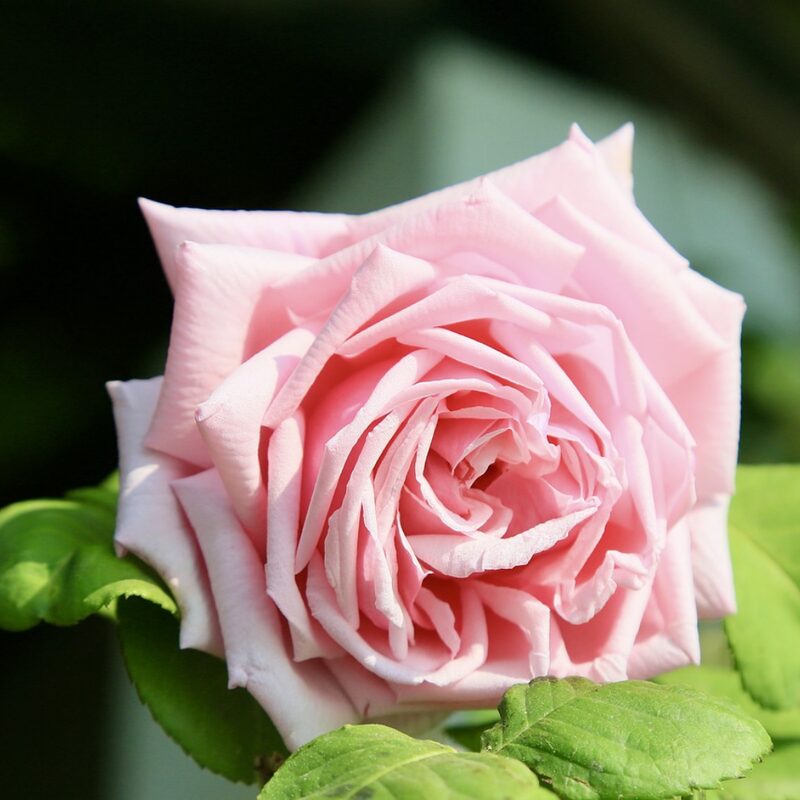 La France Rose Bush - Image 4