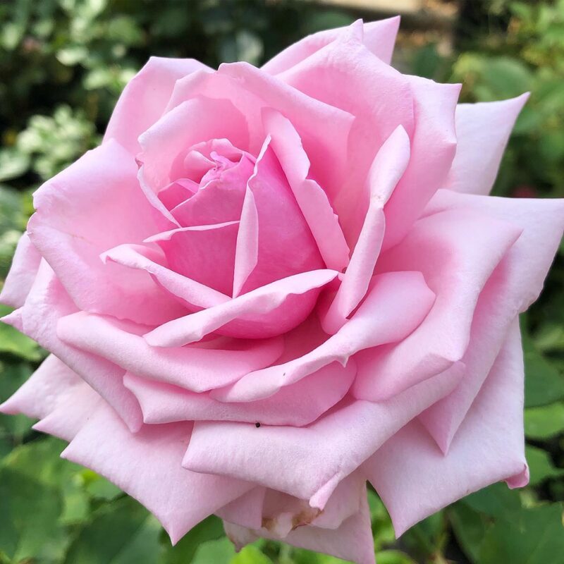 La France Rose Bush - Image 5