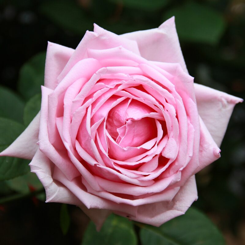 La France Rose Bush - Image 3