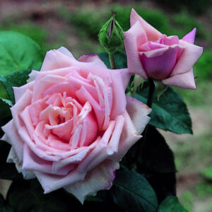 Alternative view of La France Rose Bush