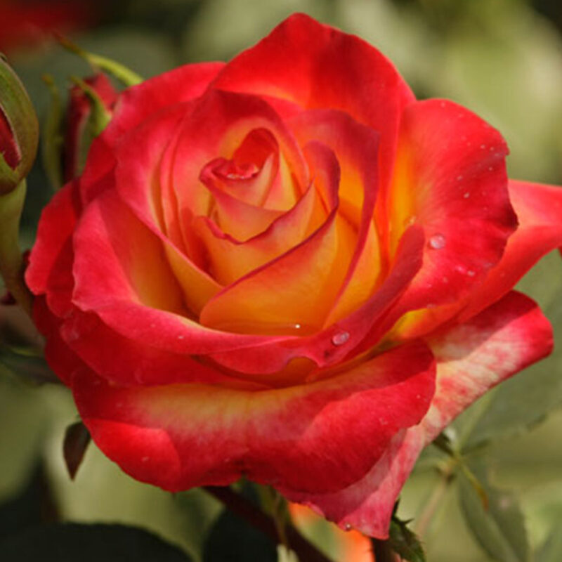 Perfect Moment Rose Bush - Image 5