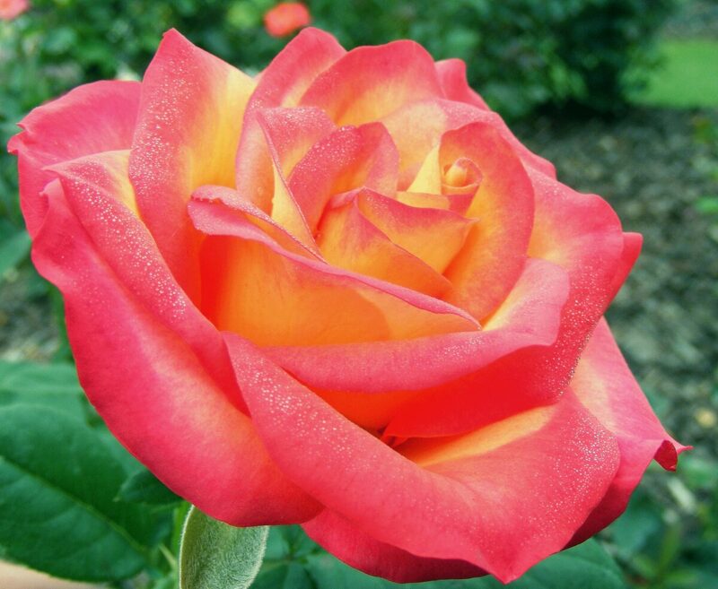 Perfect Moment Rose Bush - Image 4