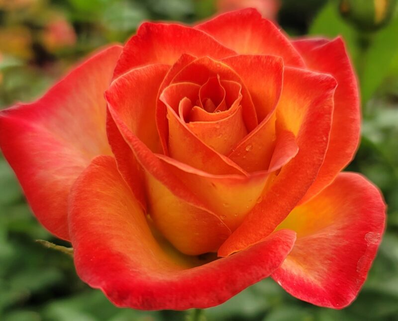 Perfect Moment Rose Bush - Image 3