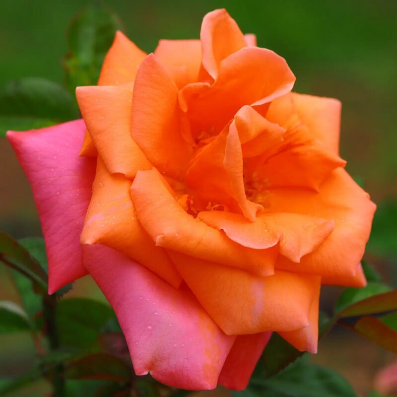 Royal Dane Rose Bush - Image 5