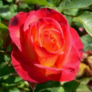 Perfect Moment Rose Bush