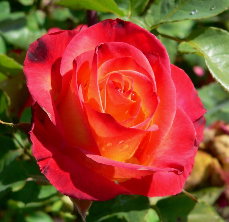 Perfect Moment Rose Bush