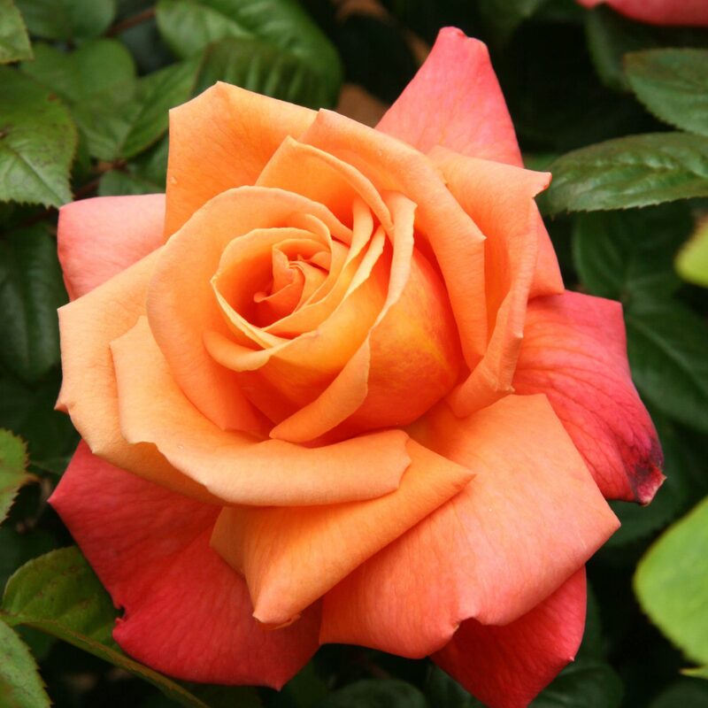 Royal Dane Rose Bush - Image 3