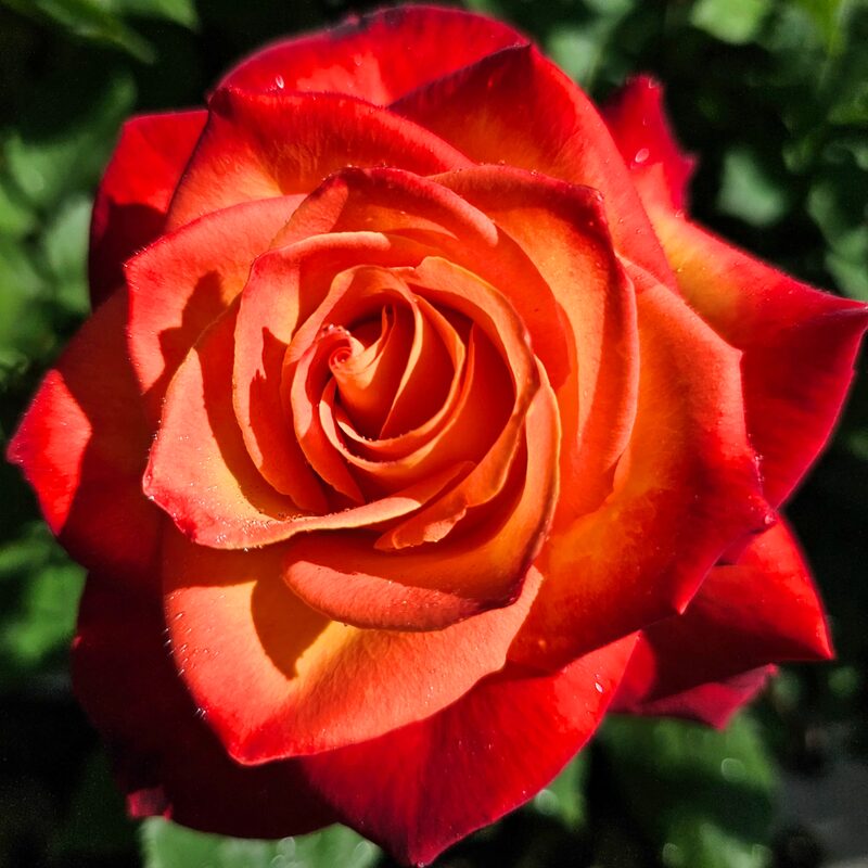 Royal Dane Rose Bush - Image 2