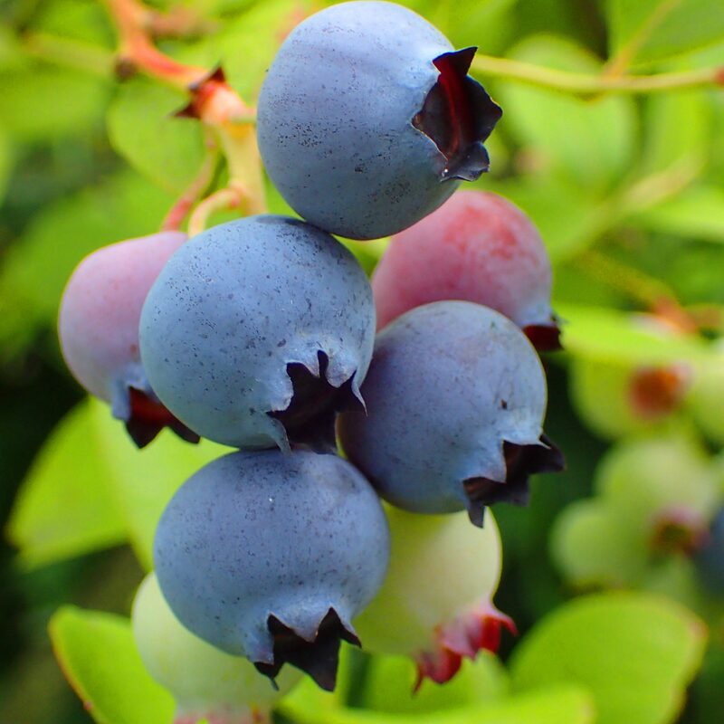 Biloxi Blueberry Plant - Image 5
