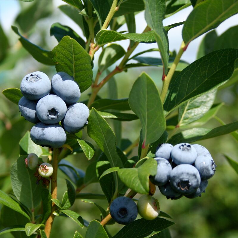 Biloxi Blueberry Plant - Image 4