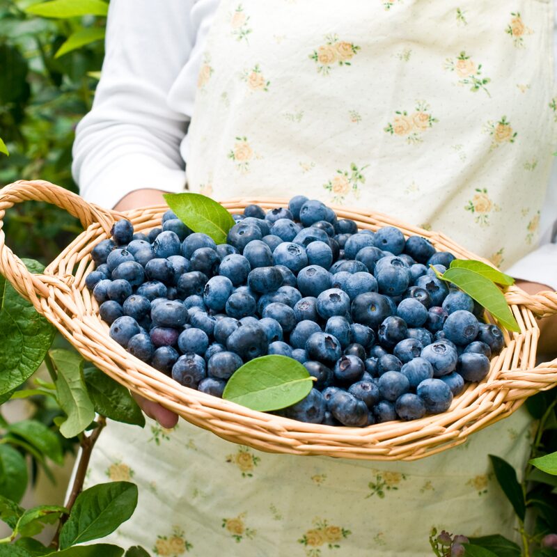 Biloxi Blueberry Plant - Image 3