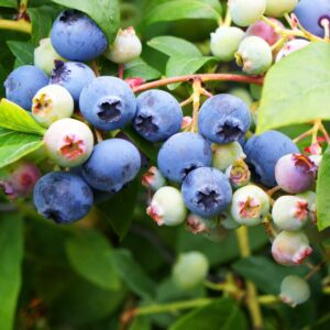 Alternative view of Biloxi Blueberry Plant