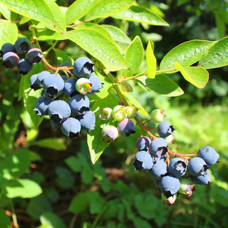 Biloxi Blueberry Plant