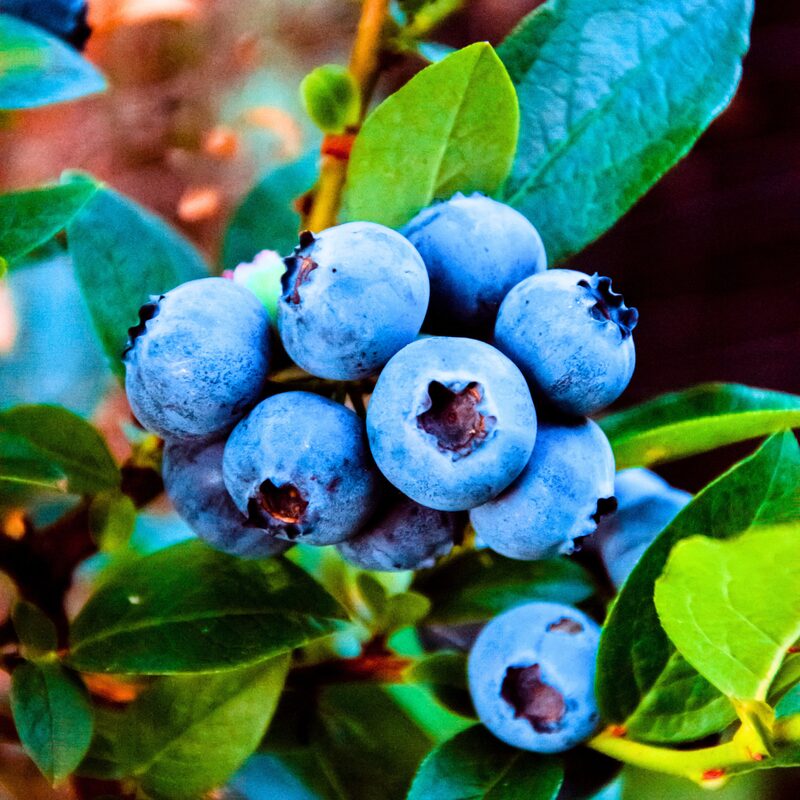 O'neil Blueberry Plant - Image 6