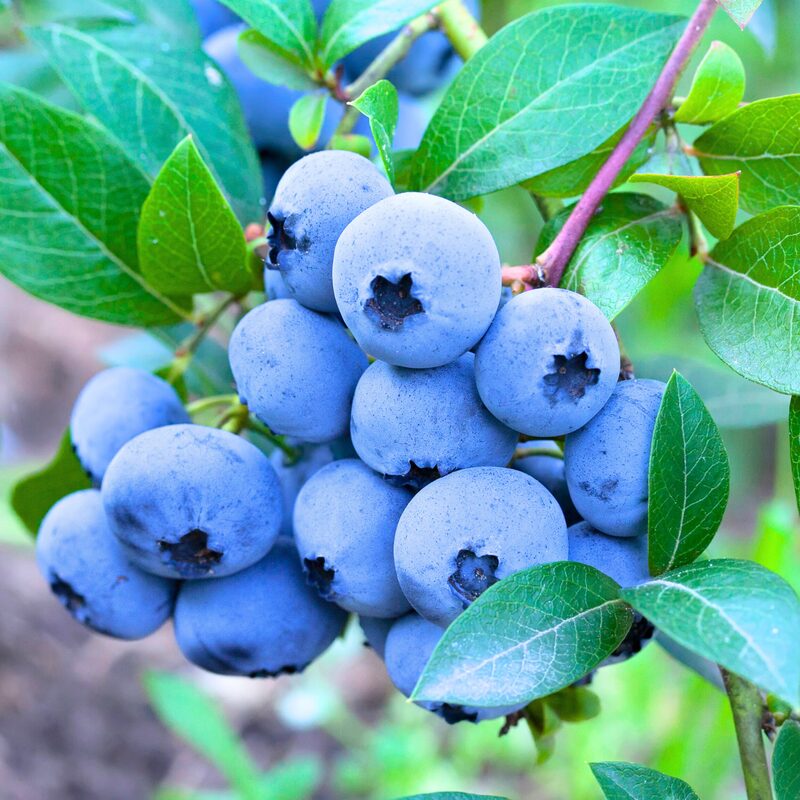 O'neil Blueberry Plant - Image 4