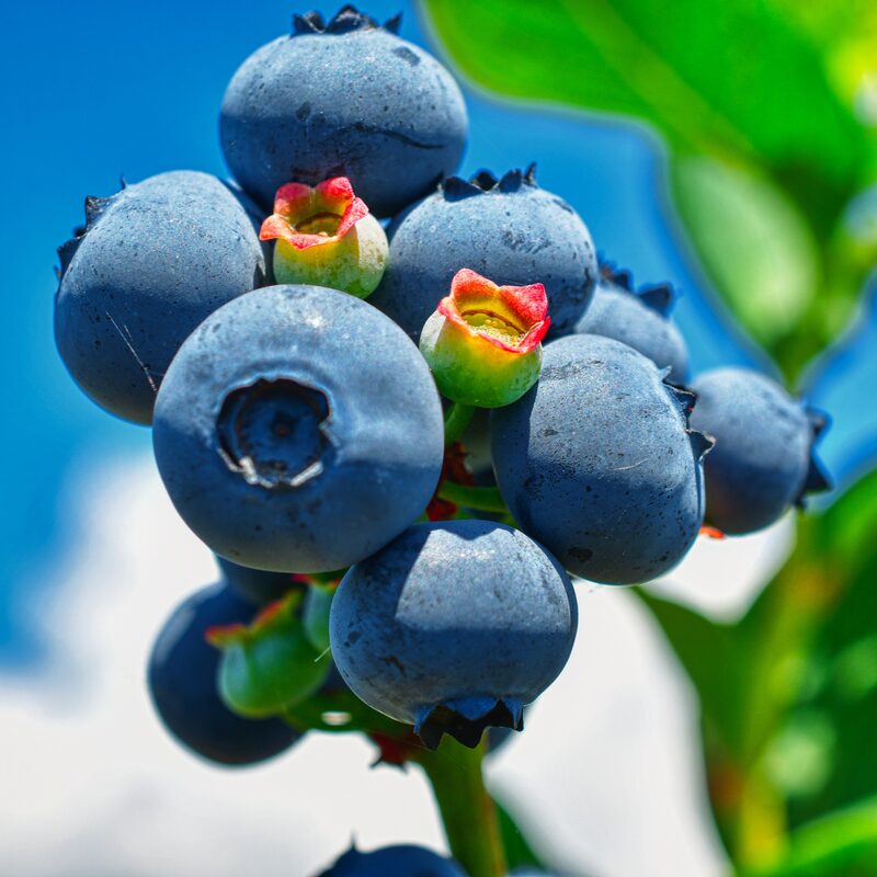 O'neil Blueberry Plant - Image 5