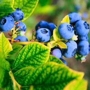 O'neil Blueberry Plant