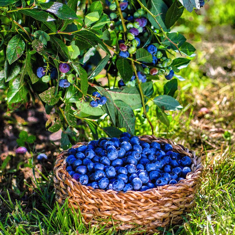 Rebel Blueberry Plant - Image 5