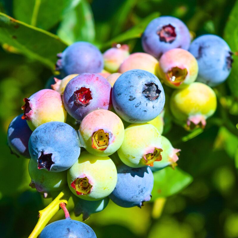 Rebel Blueberry Plant - Image 4