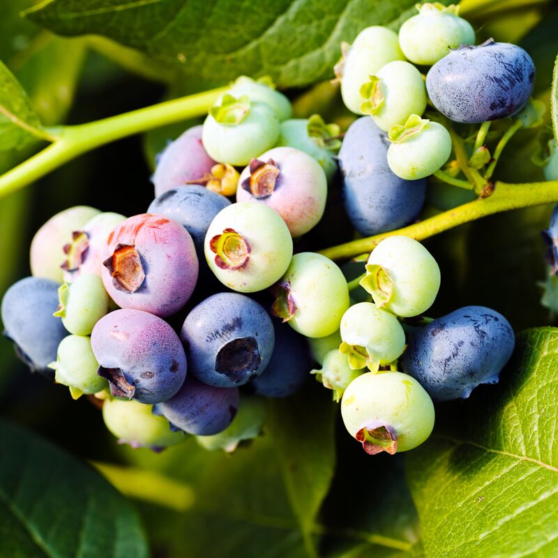 Rebel Blueberry Plant - Image 3